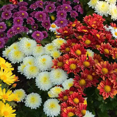 گل داودی آموزش گل آرایی با گل داودی