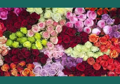 رنگ شناسی در گل آرایی