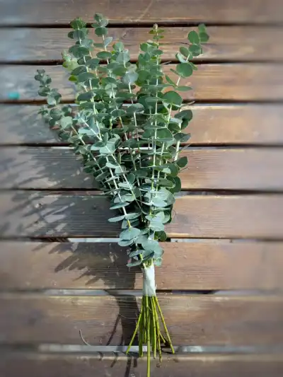 برگ اکالیپتوس آموزش رایگان