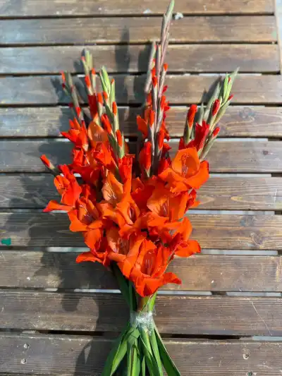 دسته کردن گل گلایل آموزش دسته گل گلایل