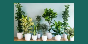 معرفی انواع گل های آپارتمانی