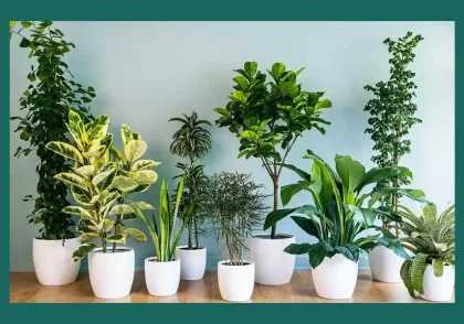 معرفی انواع گل های آپارتمانی