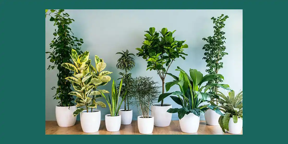 معرفی انواع گل های آپارتمانی